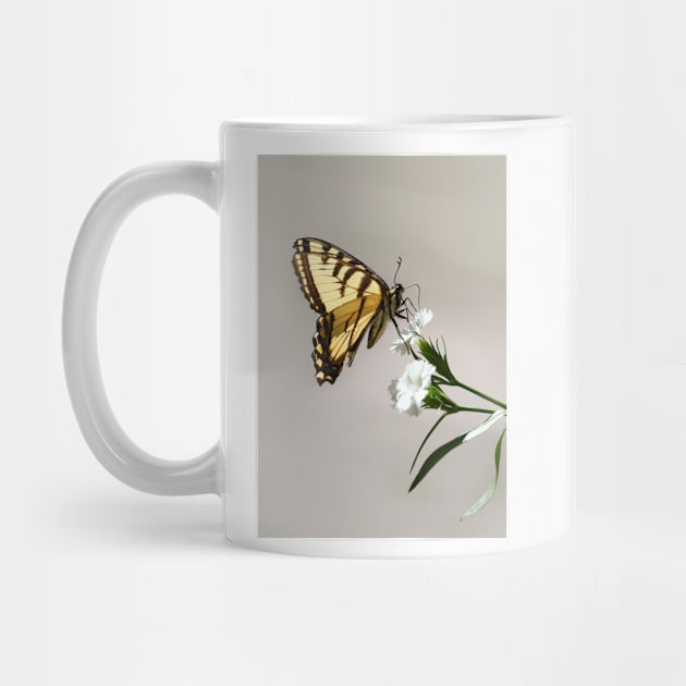 Swallowtail Butterfly by Jim Cumming